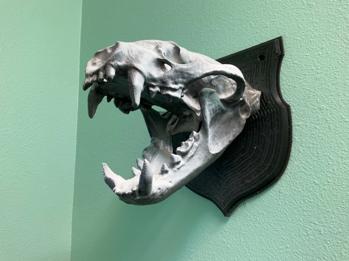 Honey Badger Skull Wall Hanger! Mustelid Stand like Otter/Ferret ...